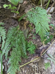 Selaginella involvens