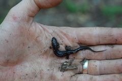 Desmognathus orestes