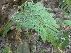Selaginella involvens
