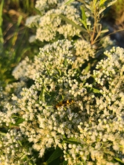 Eupatorium serotinum