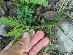 Selaginella involvens