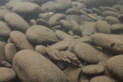 Oncorhynchus tshawytscha