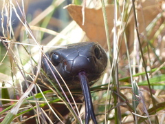 Pseudechis porphyriacus