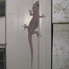 Hemidactylus parvimaculatus