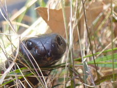 Pseudechis porphyriacus