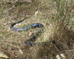 Pseudechis porphyriacus