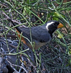 Saltator aurantiirostris