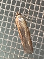 Elasmopalpus lignosella