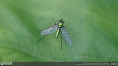 Chrysosoma