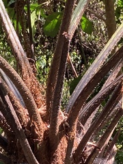 Alsophila spinulosa