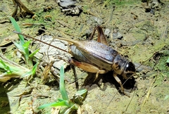 Teleogryllus emma