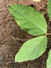 Lonicera canadensis