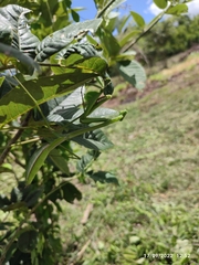 Phasmomantis sumichrasti