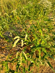 Persicaria lapathifolia