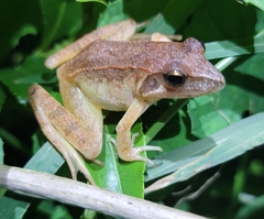 Rana zhenhaiensis