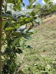 Phasmomantis sumichrasti