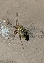 Lygus lineolaris