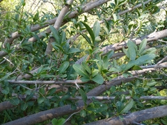 Prunus cerasifera
