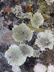 Xanthoparmelia conspersa