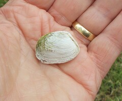 Irus crenatus