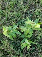 Asclepias viridis
