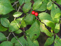 Ilex