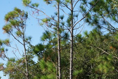 Pinus elliottii