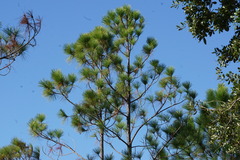 Pinus elliottii