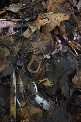 Desmognathus orestes