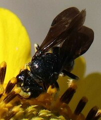Protandrena aethiops