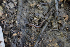 Desmognathus orestes