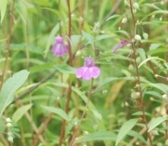 Impatiens balsamina
