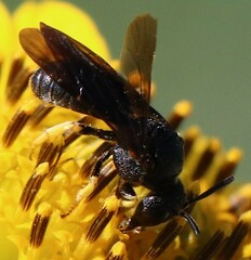Protandrena aethiops