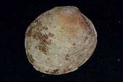 Periglypta