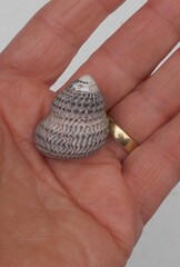 Austrocochlea constricta