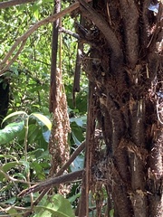 Alsophila spinulosa