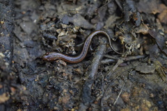 Desmognathus orestes