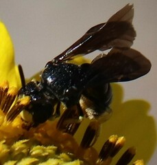 Protandrena aethiops