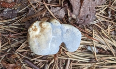 Hydnellum suaveolens