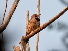 Colaptes auratus luteus
