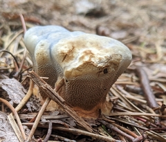 Hydnellum suaveolens