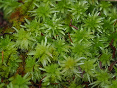 Sphagnum