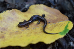 Desmognathus orestes