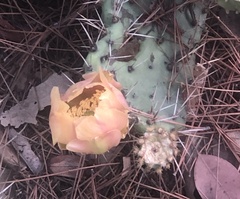 Opuntia littoralis