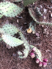 Opuntia littoralis