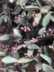 Opuntia littoralis