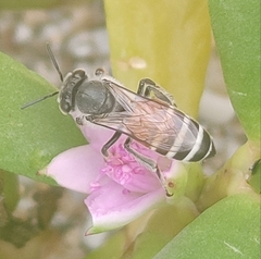 Apis florea
