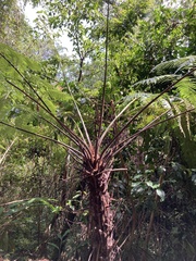 Alsophila spinulosa