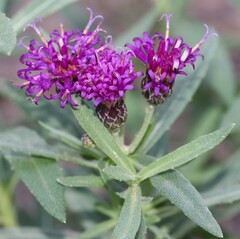 Vernonia marginata