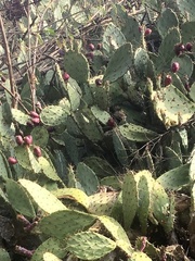 Opuntia littoralis